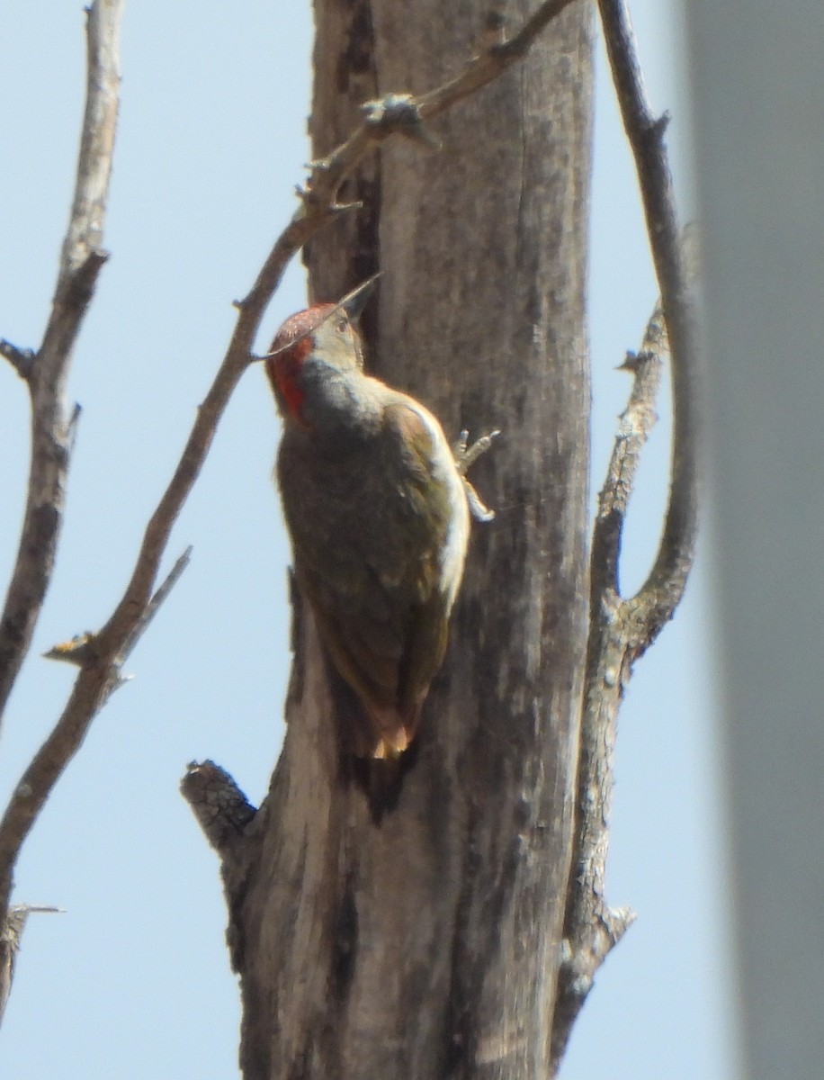 Iberian Green Woodpecker - ML620301407