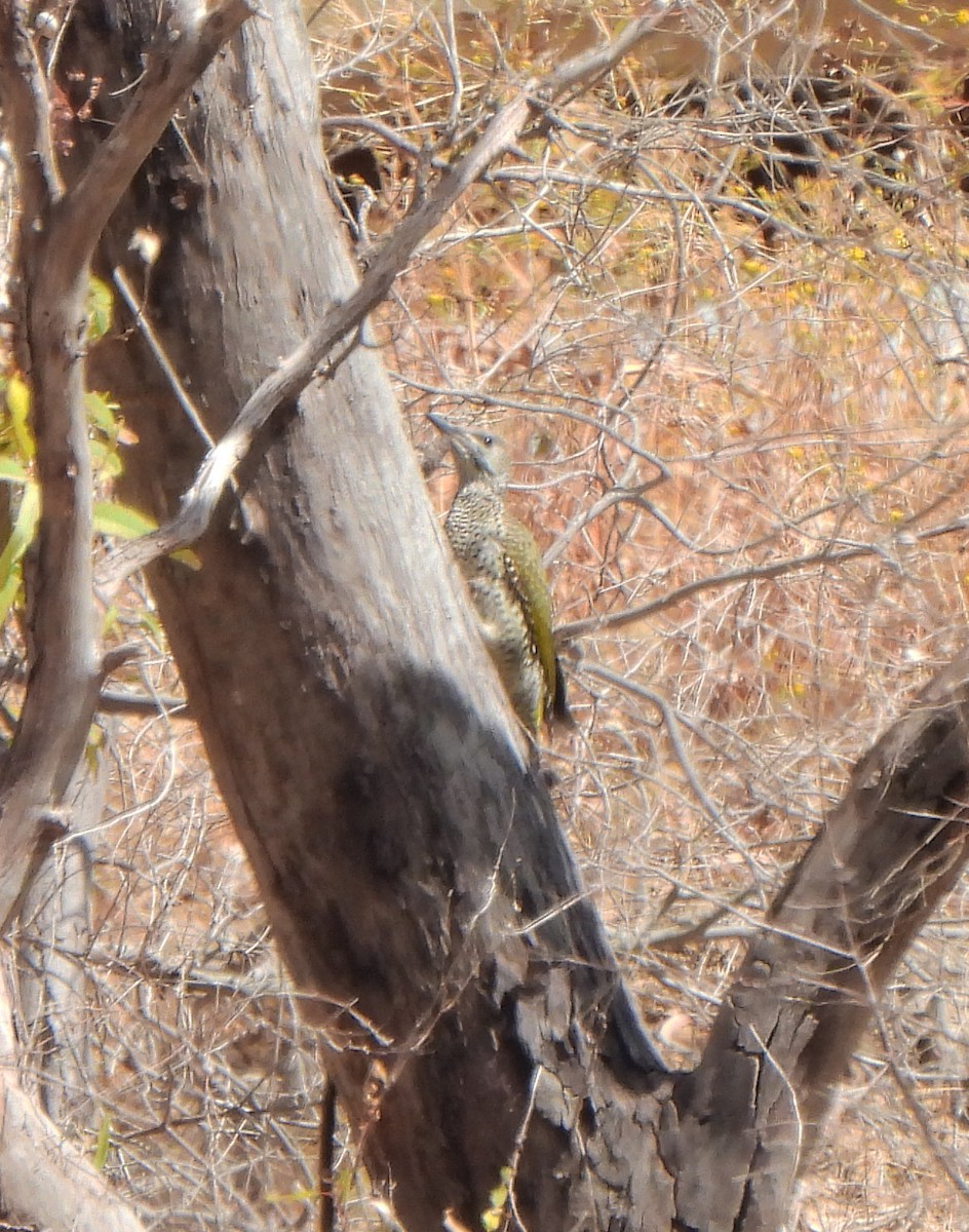 Iberian Green Woodpecker - ML620301408