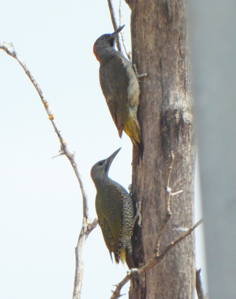 Iberian Green Woodpecker - ML620301409