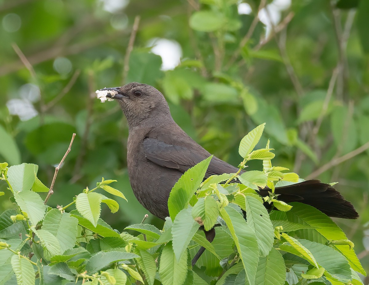 Brewer's Blackbird - ML620301412