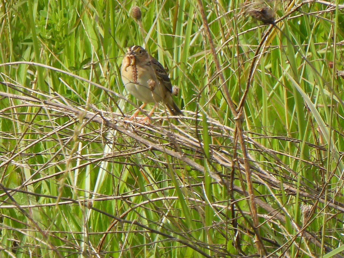 Grasshopper Sparrow - ML620301416
