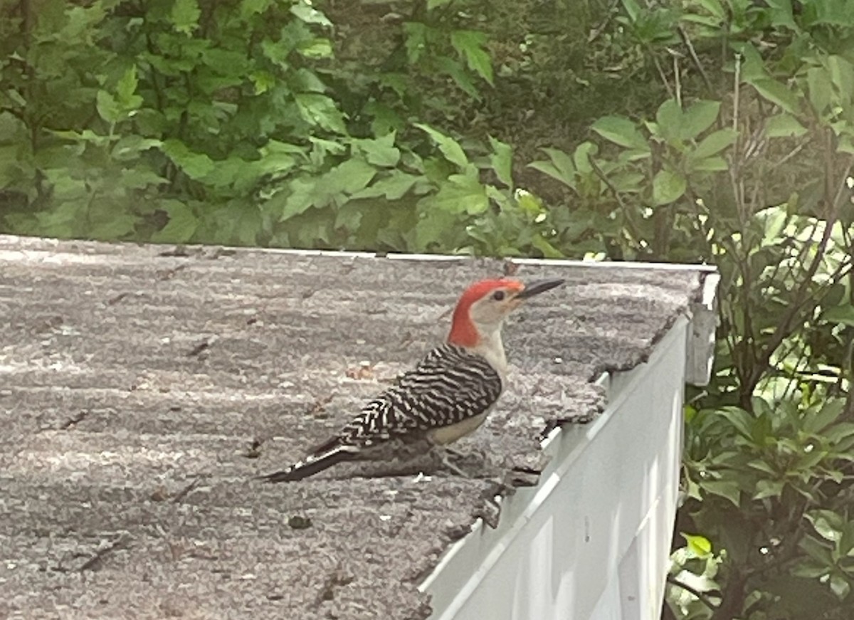 Red-bellied Woodpecker - ML620301419