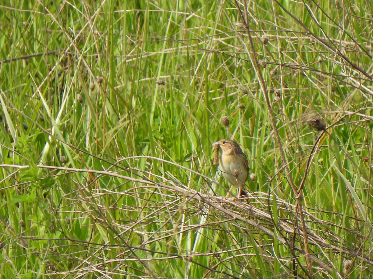 Grasshopper Sparrow - ML620301421