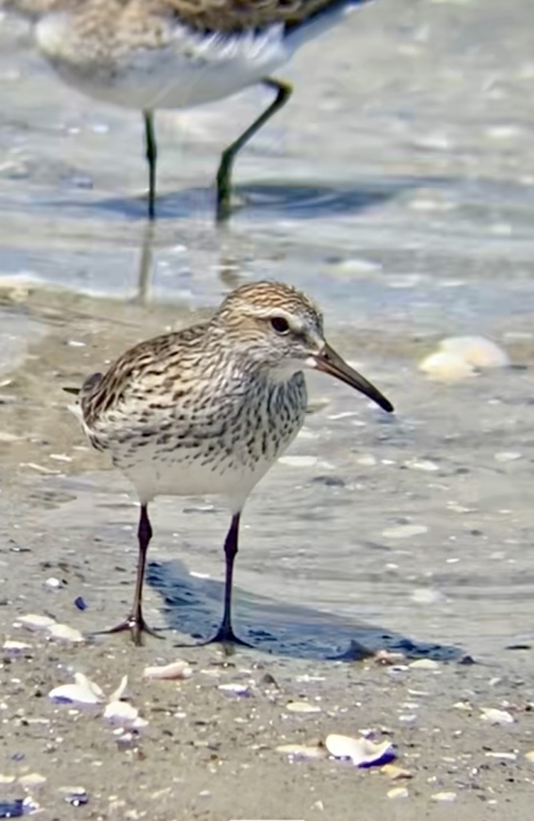 Weißbürzel-Strandläufer - ML620301426