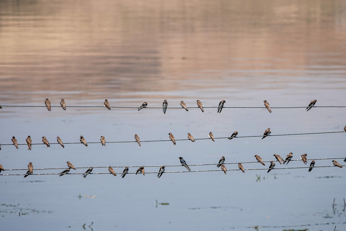 Bank Swallow - ML620301428