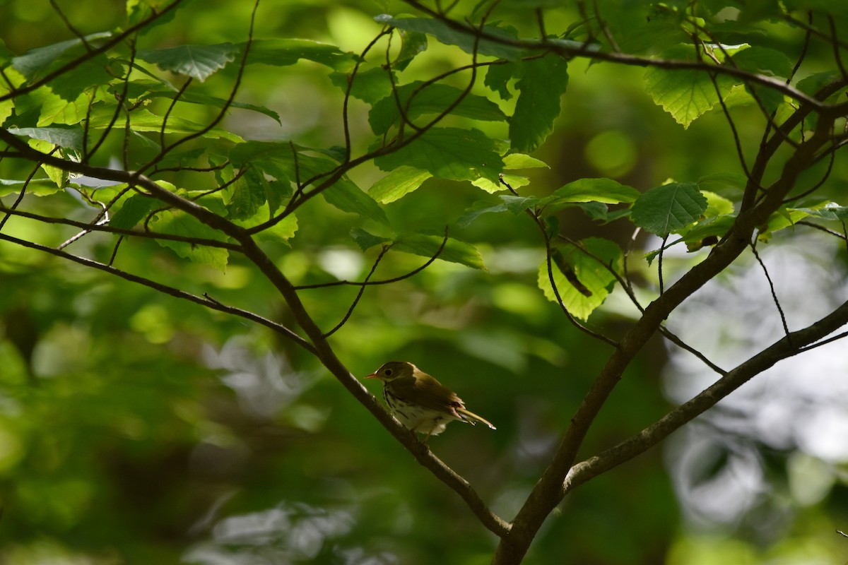 Ovenbird - Charity Kheshgi