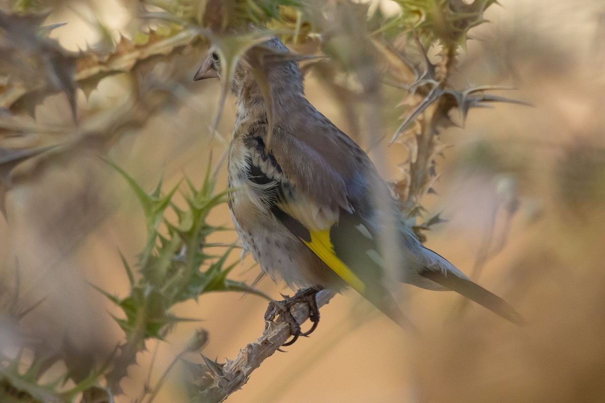 European Goldfinch - ML620301437