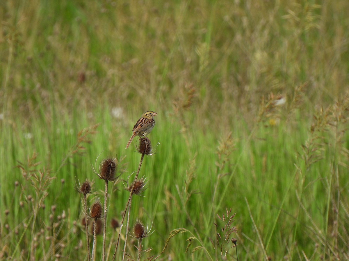 Henslow's Sparrow - ML620301438