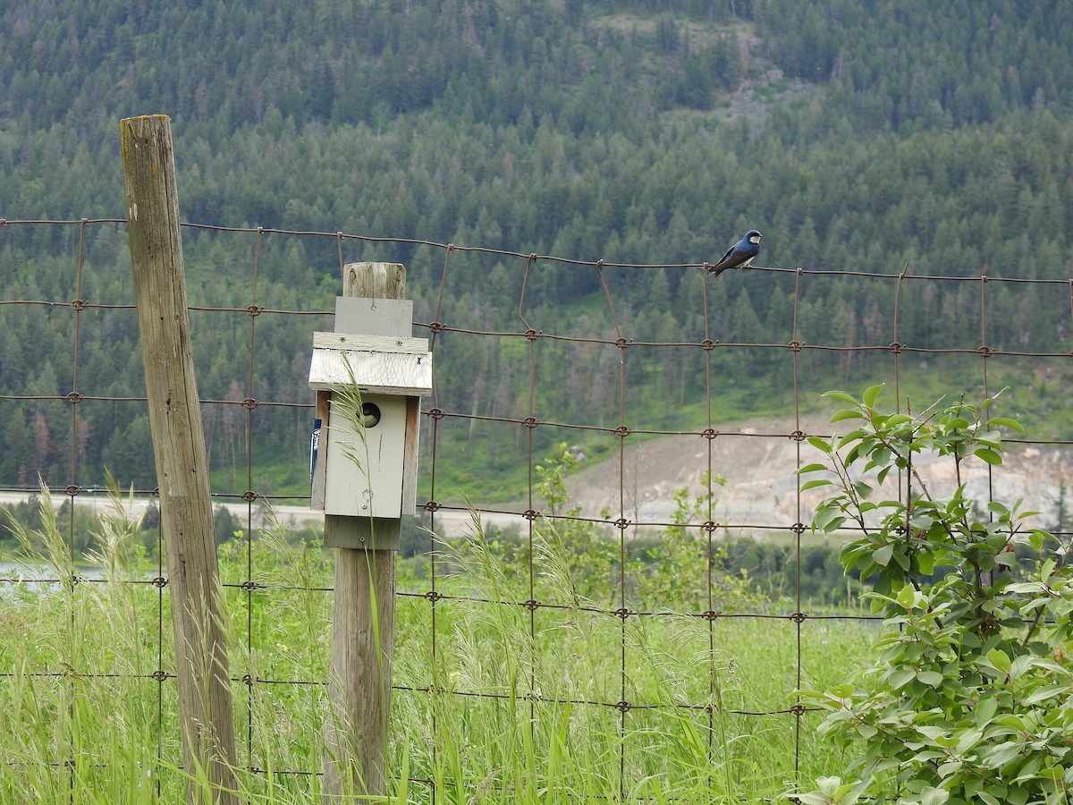 Tree Swallow - ML620301440