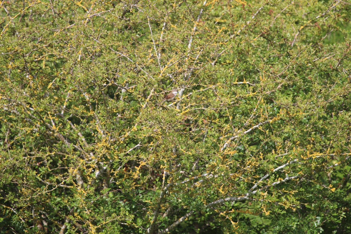 Greater Whitethroat - ML620301441