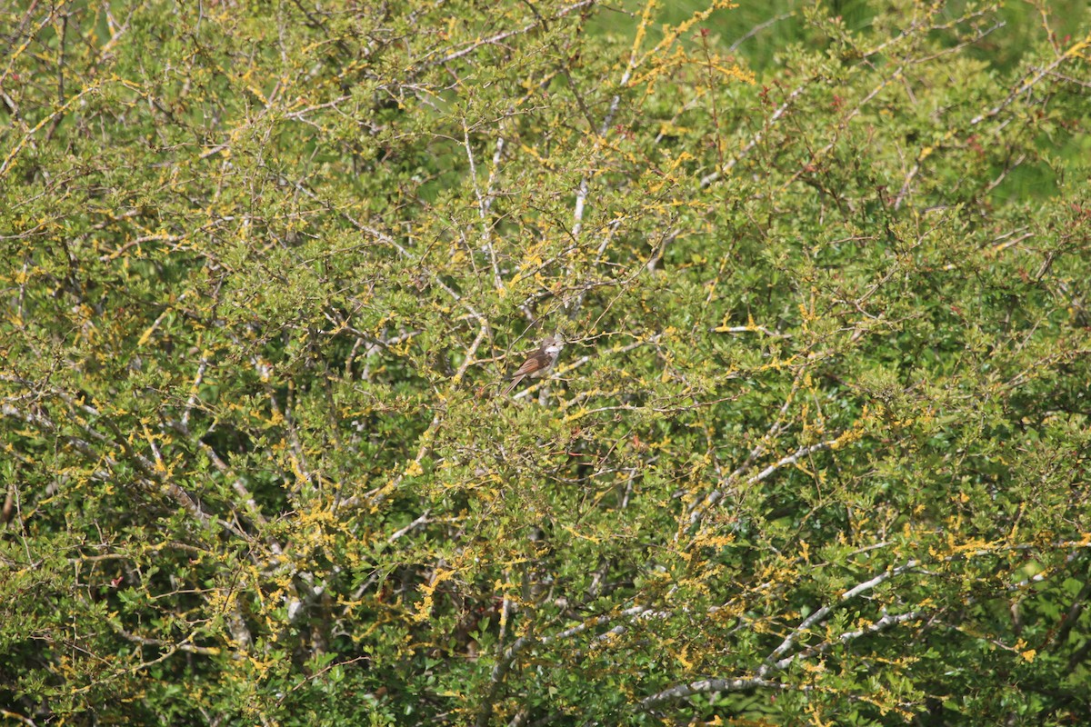 Greater Whitethroat - ML620301442