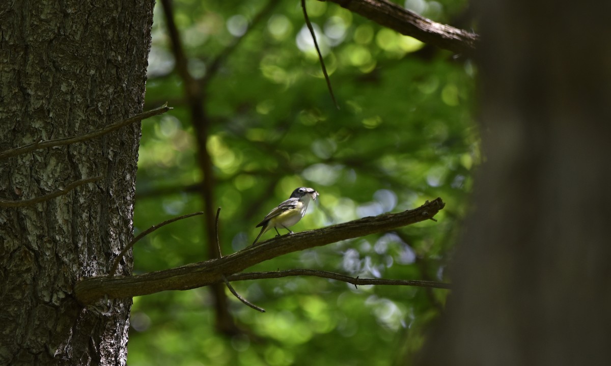 Blue-headed Vireo - ML620301443