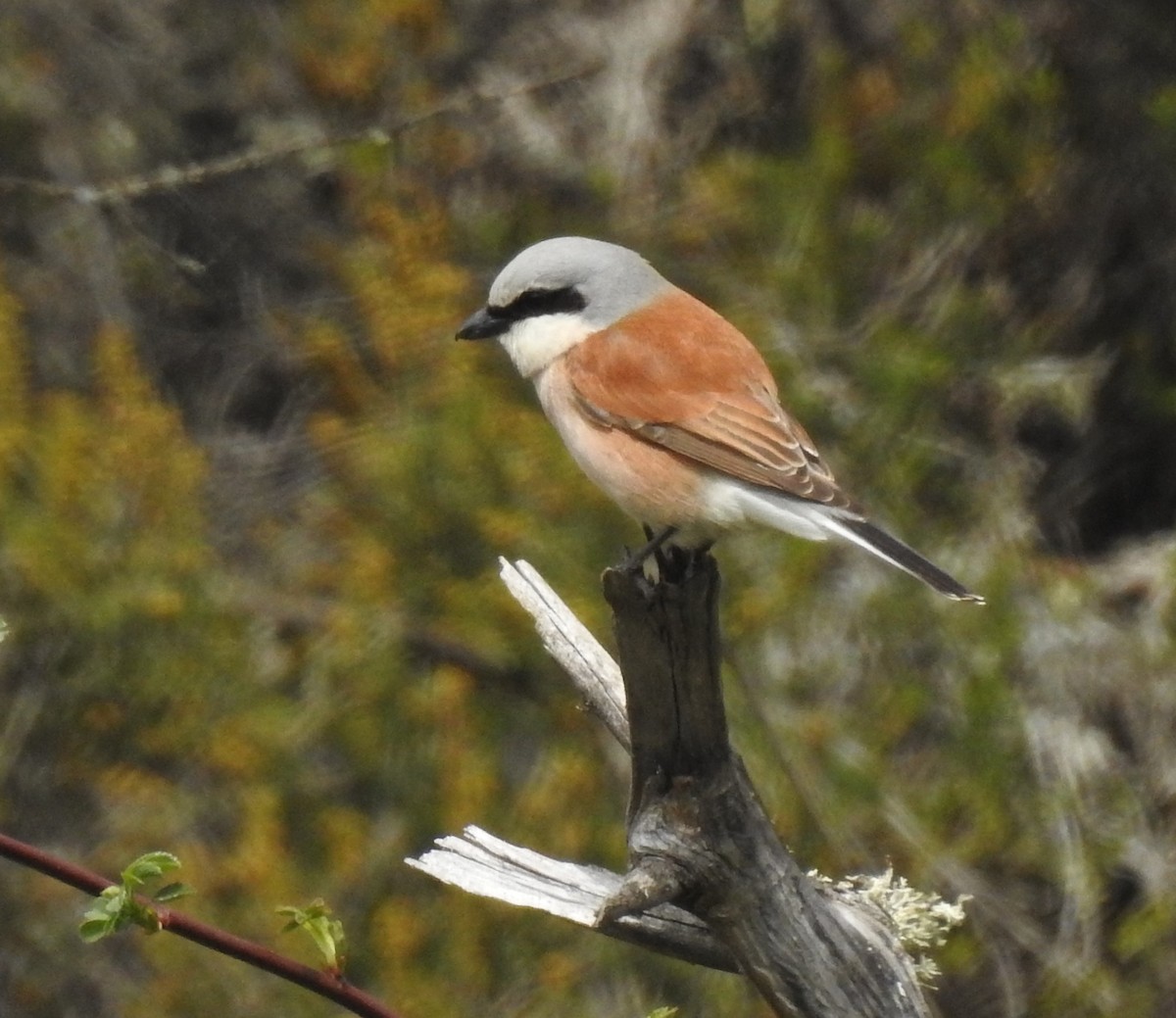 Red-backed Shrike - ML620301449