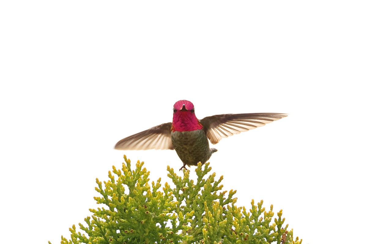Anna's Hummingbird - ML620301459