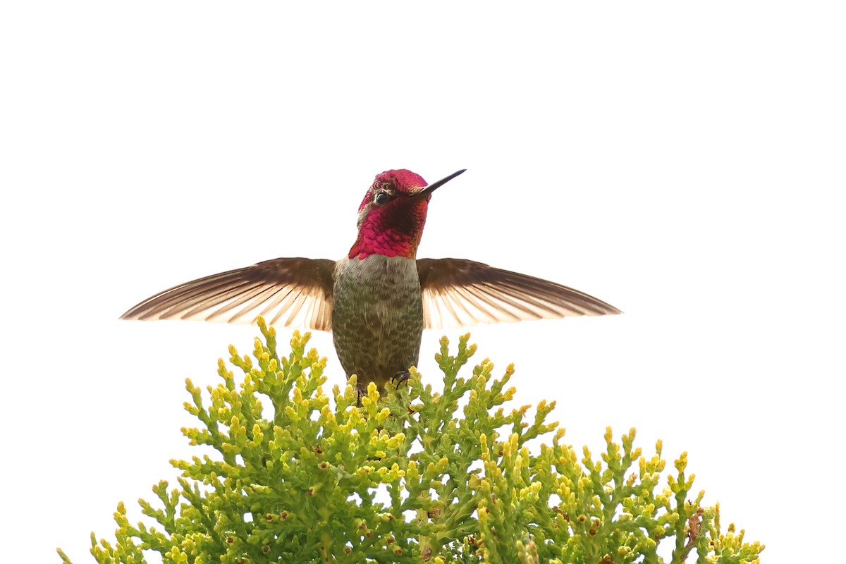 Anna's Hummingbird - ML620301460