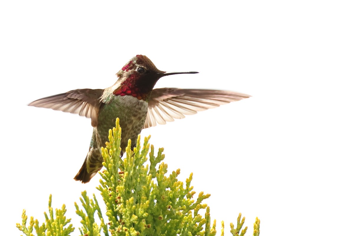 Anna's Hummingbird - ML620301461