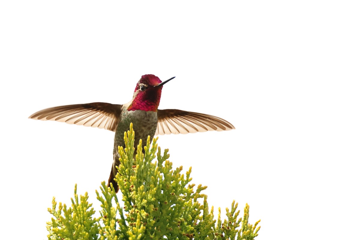 Anna's Hummingbird - ML620301462