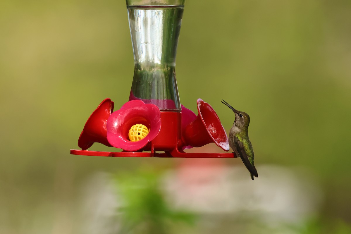 Anna's Hummingbird - ML620301463