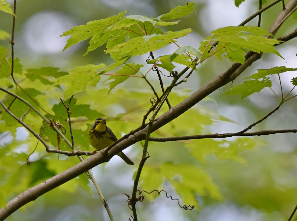 Canada Warbler - ML620301466