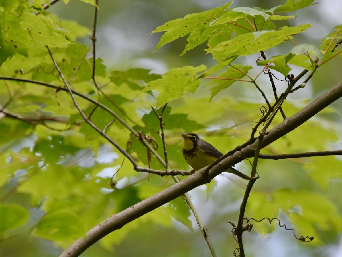 Canada Warbler - ML620301467