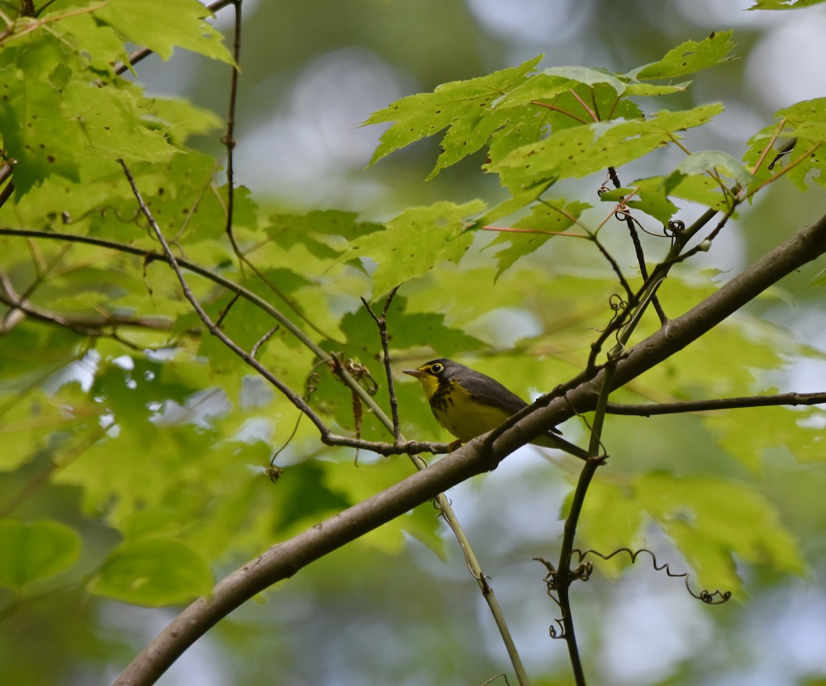 Canada Warbler - ML620301468