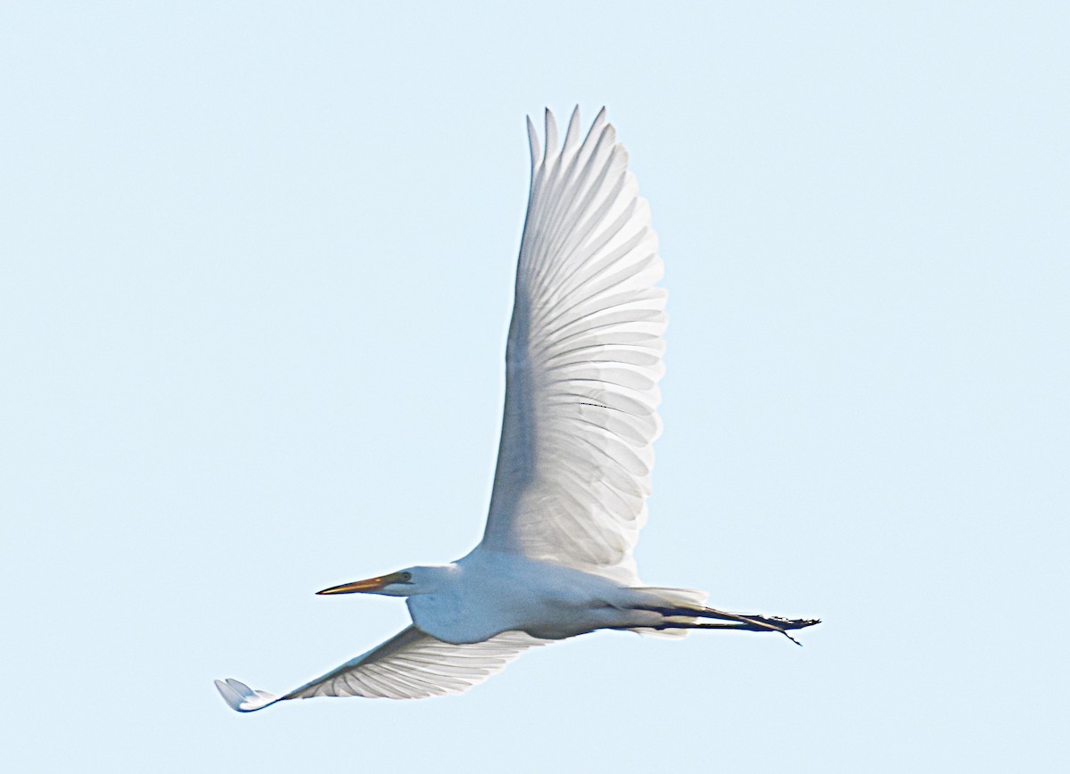 Great Egret - ML620301469