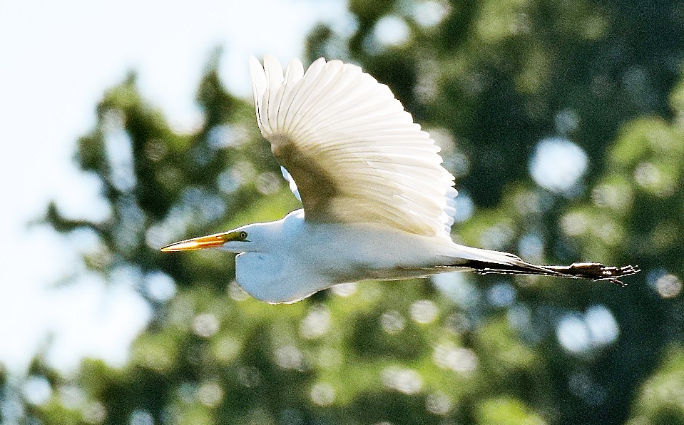 Great Egret - ML620301470