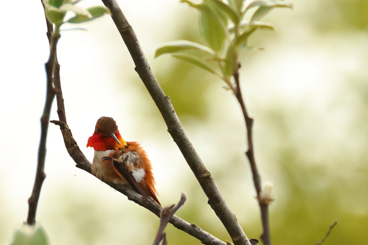 Rufous Hummingbird - Serge Rivard