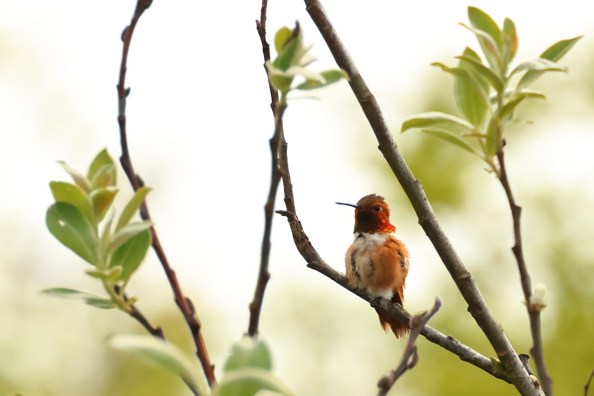 Rufous Hummingbird - ML620301473