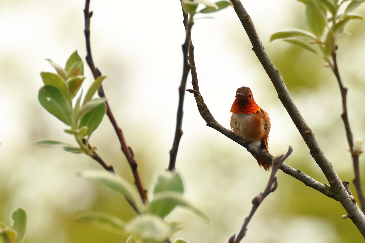 Rufous Hummingbird - ML620301474