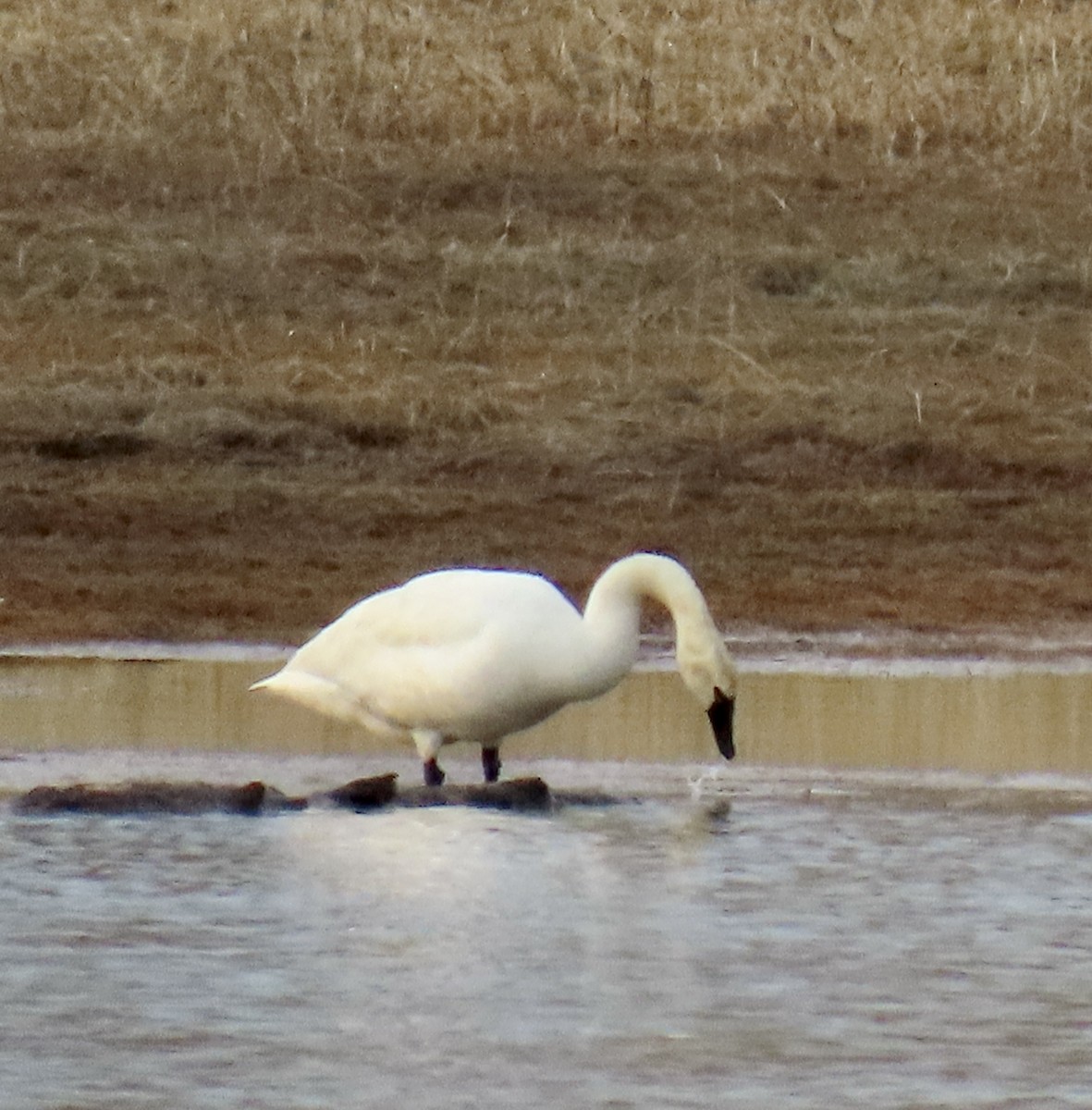 Tundra Swan - ML620301482