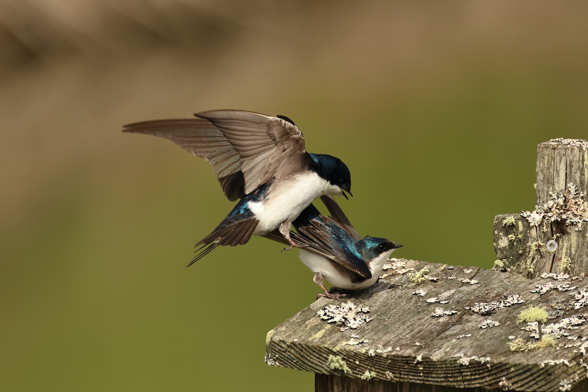 Tree Swallow - ML620301484