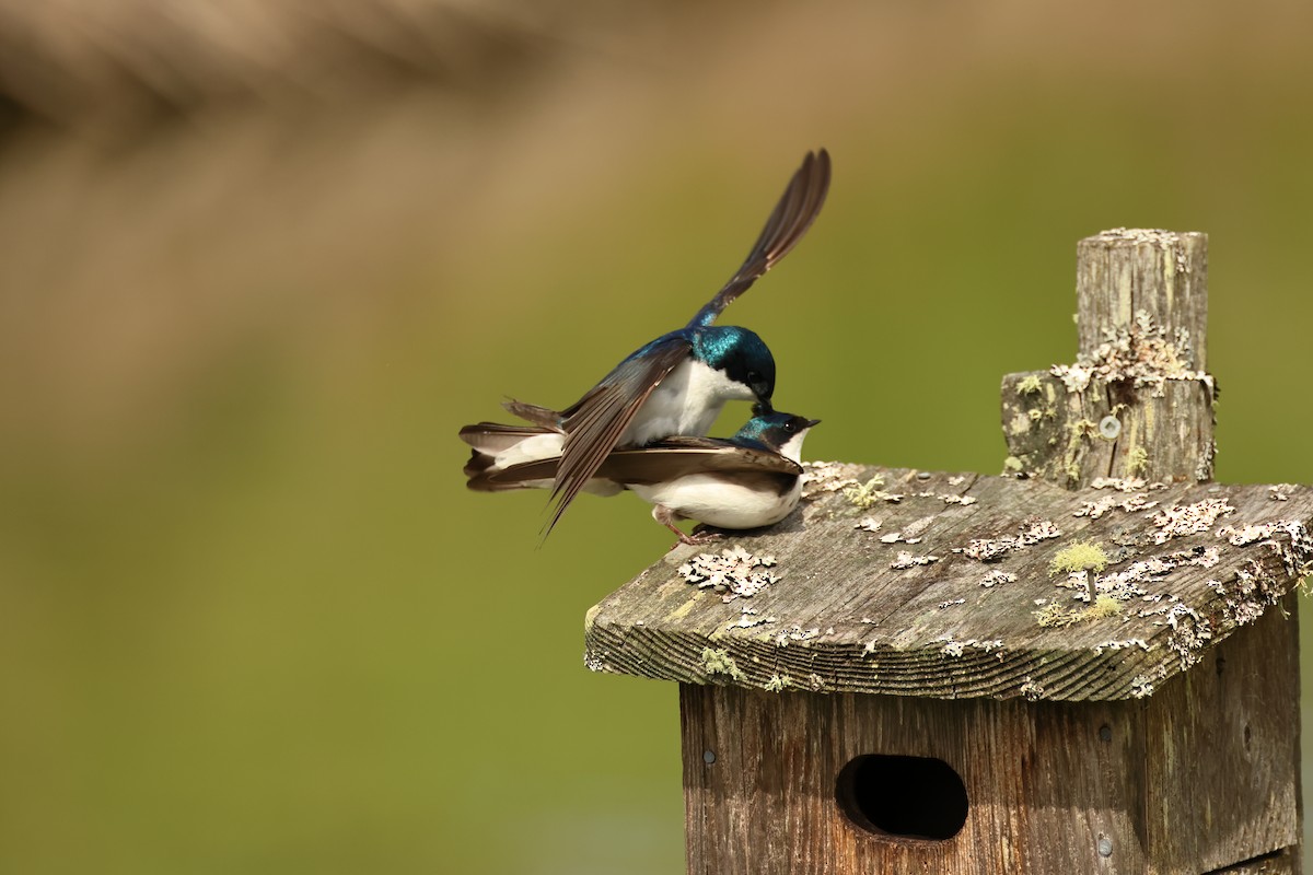 Tree Swallow - ML620301486