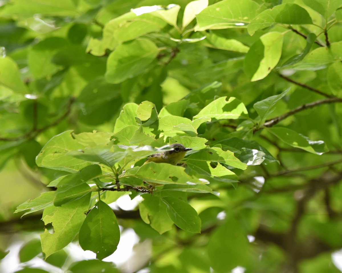 Magnolia Warbler - ML620301487