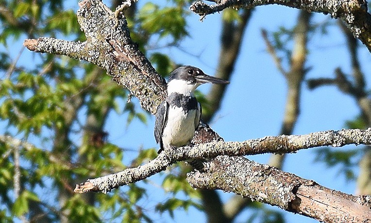 Belted Kingfisher - ML620301489