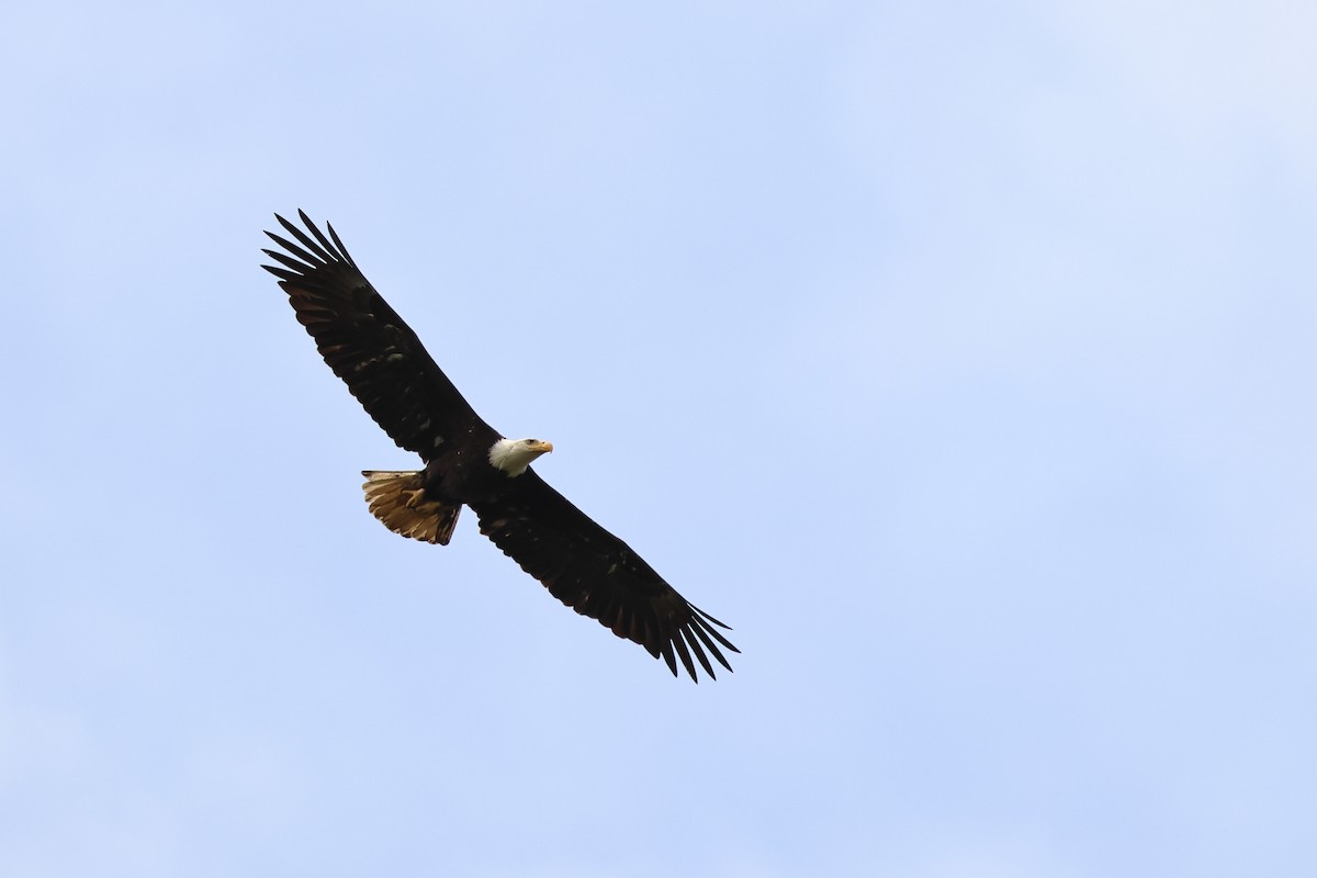 Bald Eagle - ML620301490