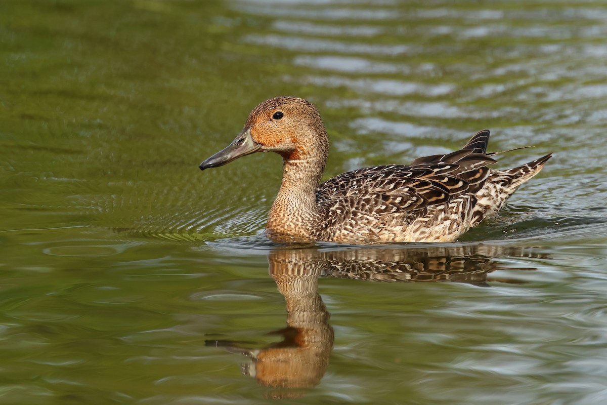 Northern Pintail - ML620301494