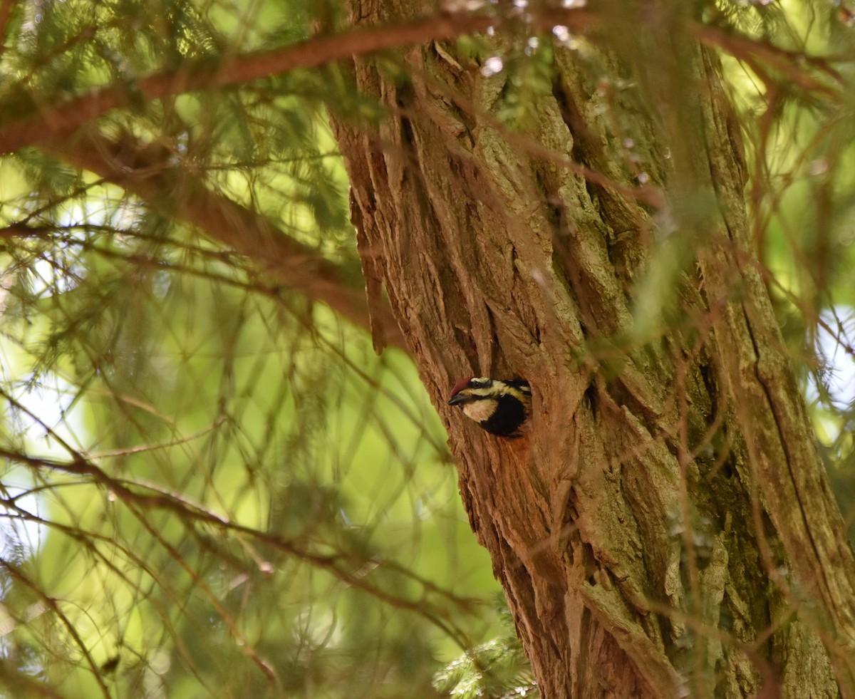 Yellow-bellied Sapsucker - ML620301511