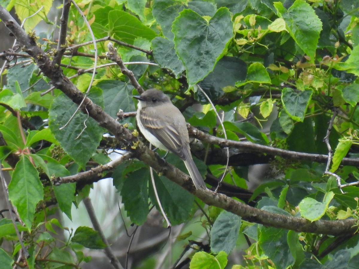 Eastern Phoebe - ML620301521