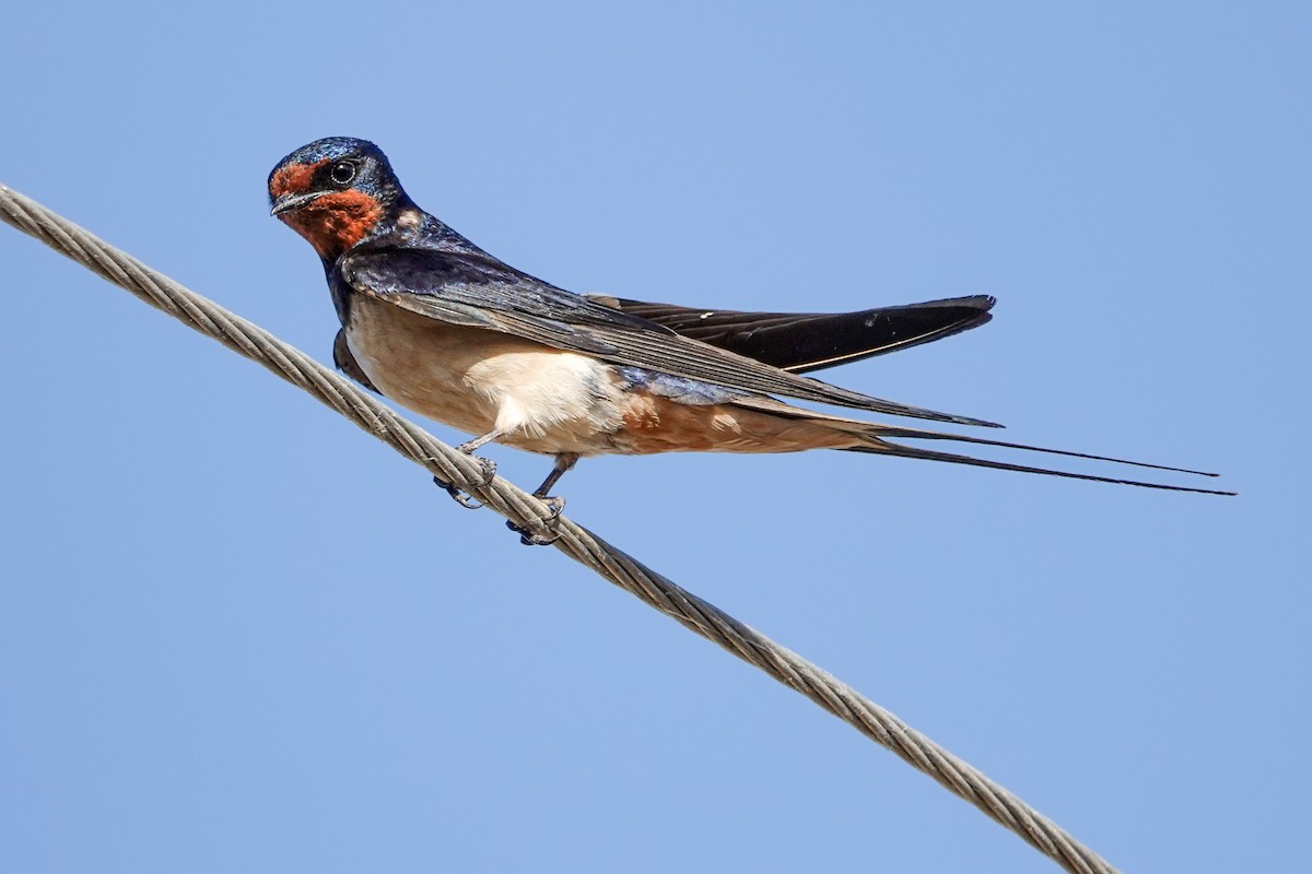 Barn Swallow - ML620301528