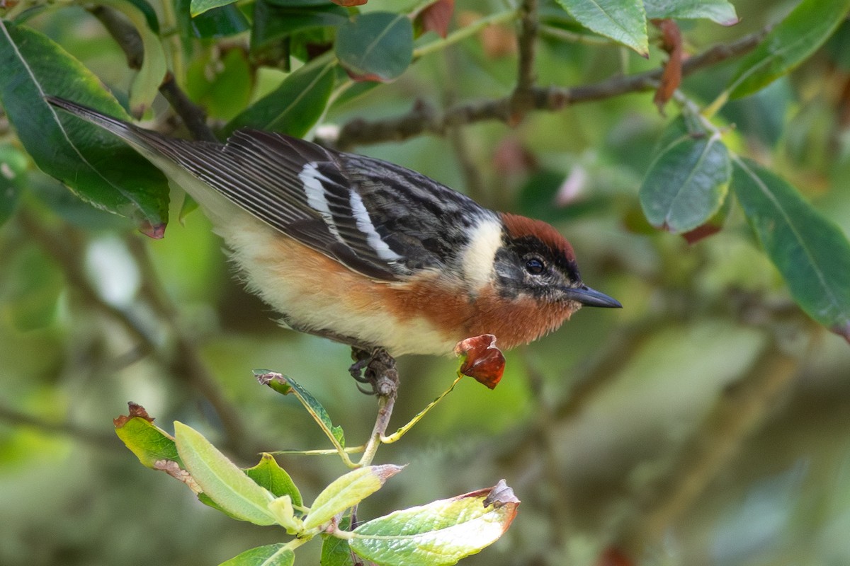 Bay-breasted Warbler - Rob Fowler