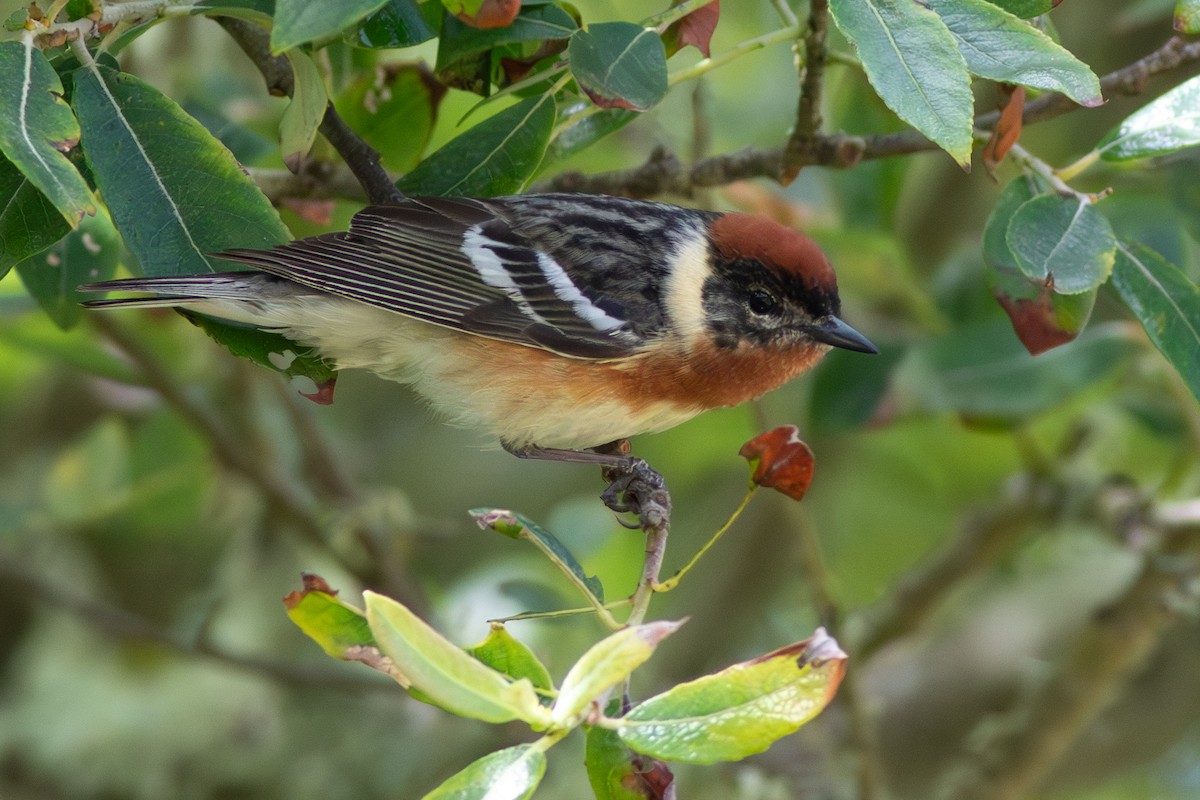 Bay-breasted Warbler - ML620301532