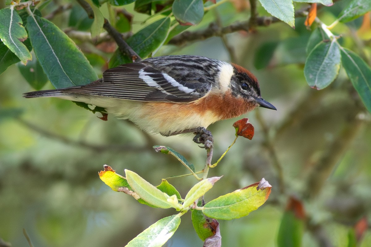 Bay-breasted Warbler - ML620301534