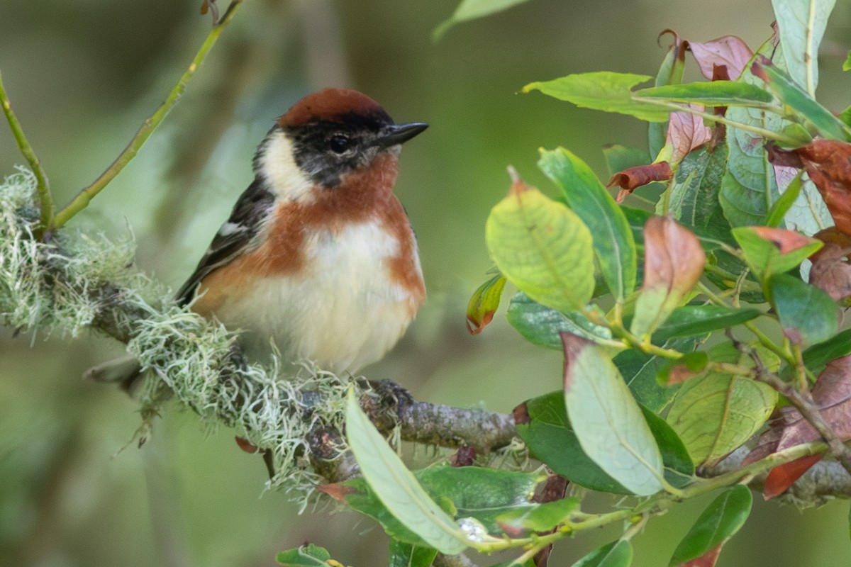 Bay-breasted Warbler - ML620301535