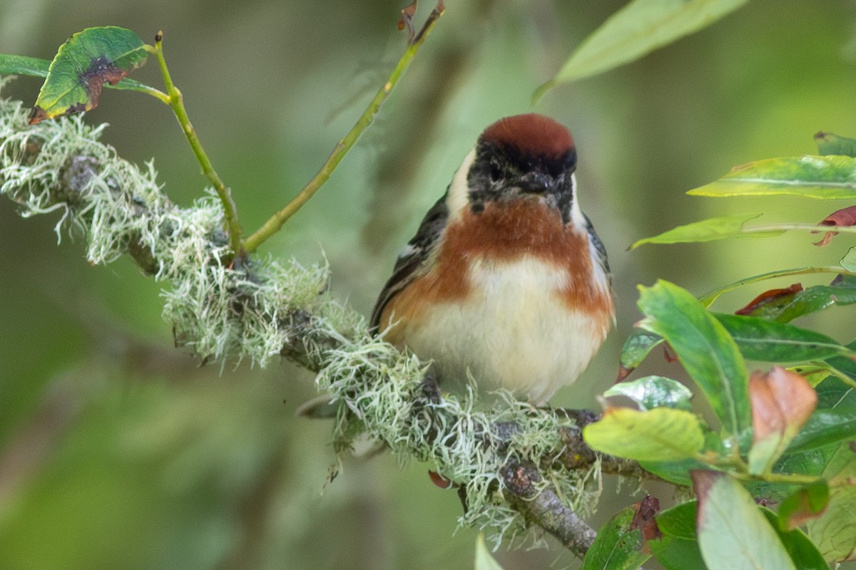 Bay-breasted Warbler - ML620301536