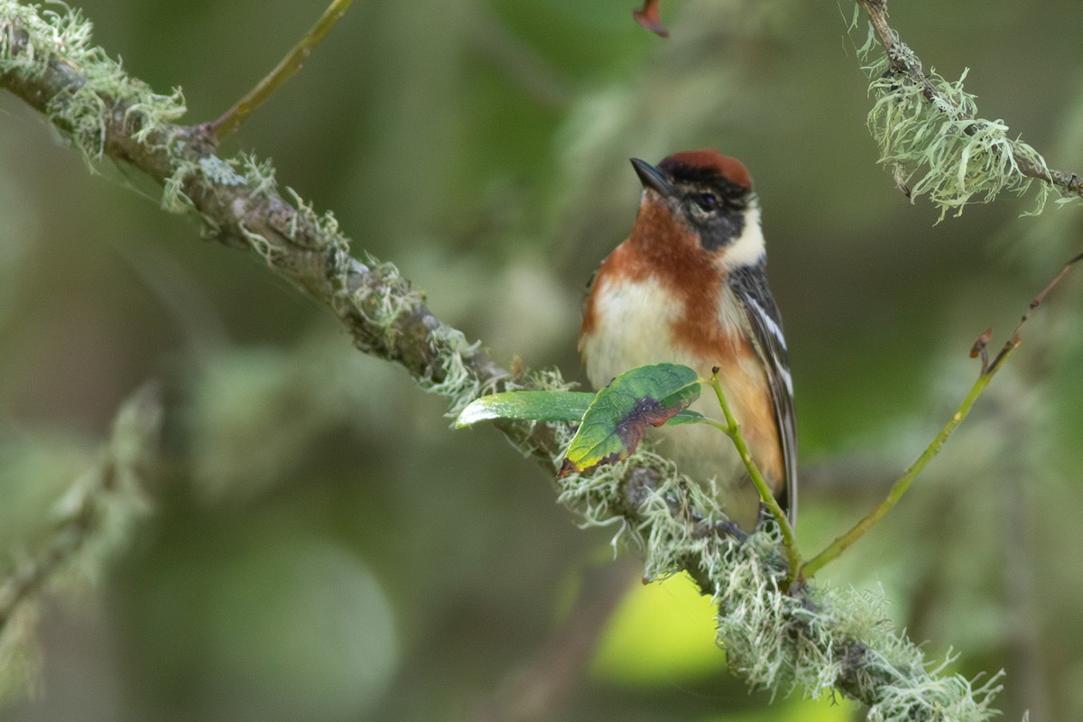 Bay-breasted Warbler - ML620301538