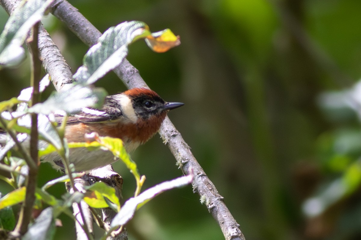 Bay-breasted Warbler - ML620301539