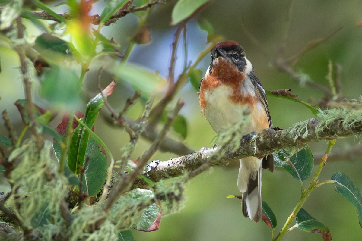 Bay-breasted Warbler - ML620301540