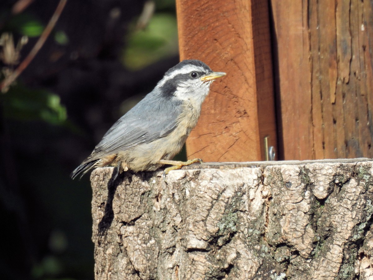 Red-breasted Nuthatch - ML620301542