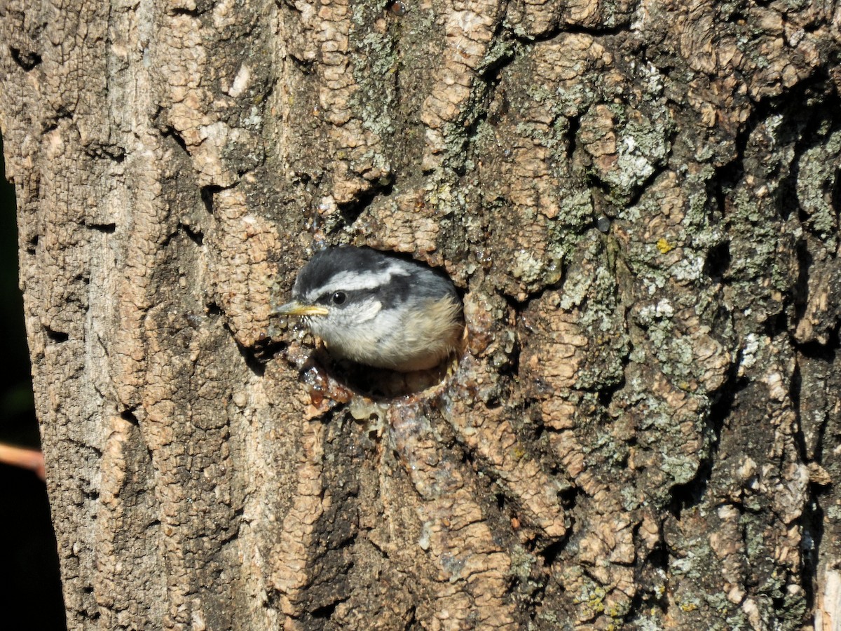 Red-breasted Nuthatch - ML620301543